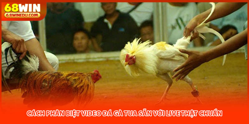 Cách Phân Biệt Video Đá Gà Tua Sẵn Với Live Thật Chuẩn